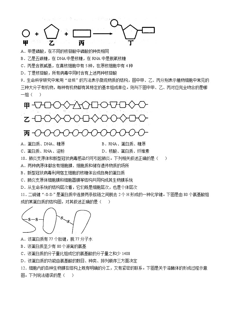山西省大同市2024-2025学年高一上学期11月期中考试生物试卷（Word版附答案）第3页