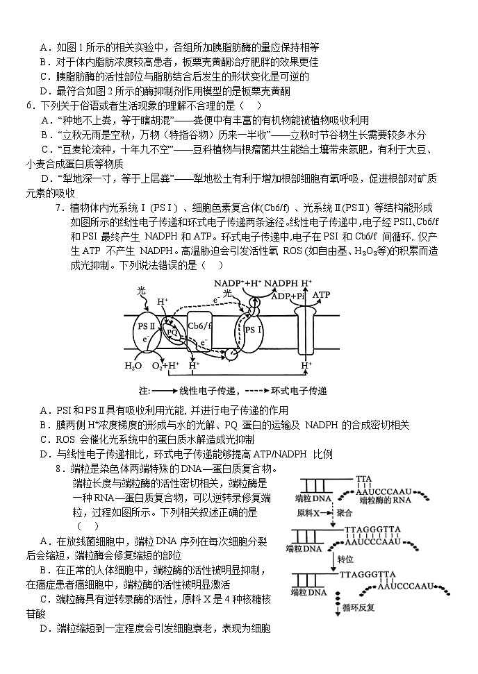 湖北省荆州市沙市中学2024-2025学年高三上学期11月月考生物试卷（Word版附答案）第2页