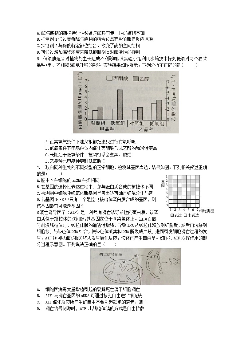 湖南省邵东市创新高级中学2024-2025学年高三上学期第四次月考生物试题第2页