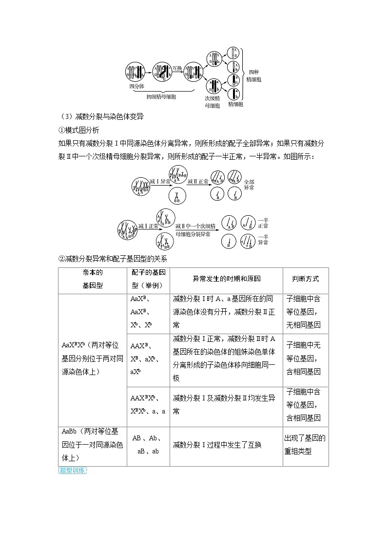 备战2025年高考生物精品教案第七章生物的变异和进化微专题9构建图像模型分析细胞分裂与可遗传变异的关系（Word版附解析）第2页