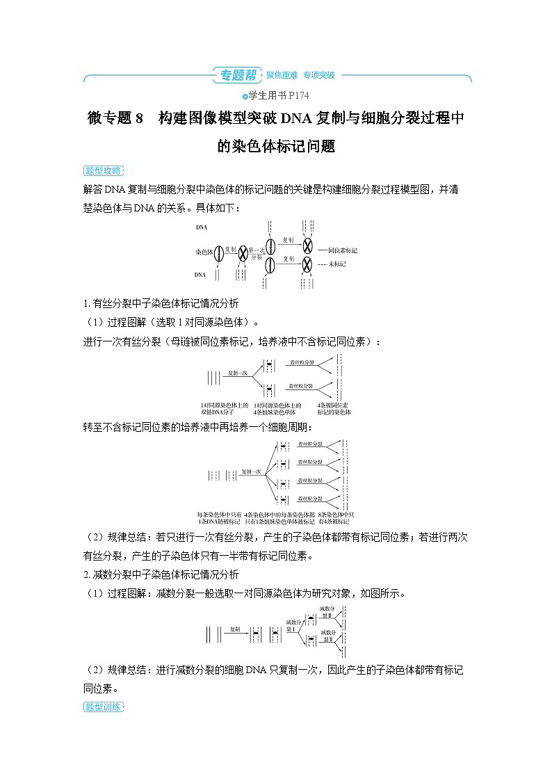 备战2025年高考生物精品教案第六章遗传的分子基础微专题8构建图像模型突破DNA复制与细胞分裂过程中的（Word版附解析）第1页
