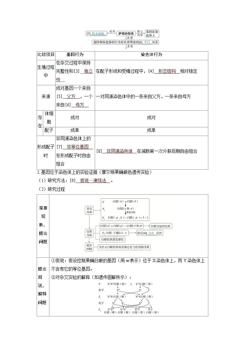 备战2025年高考生物精品教案第五章基因的传递规律课时3基因在染色体上和伴性遗传（Word版附解析）第2页