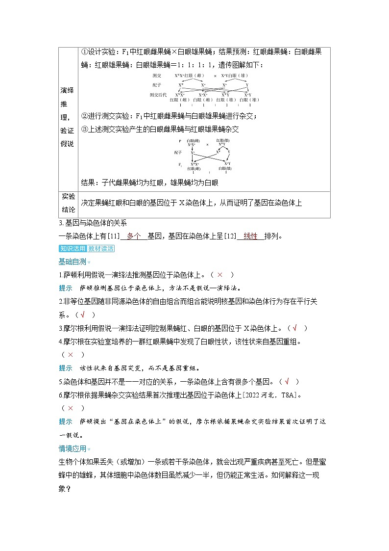 备战2025年高考生物精品教案第五章基因的传递规律课时3基因在染色体上和伴性遗传（Word版附解析）第3页