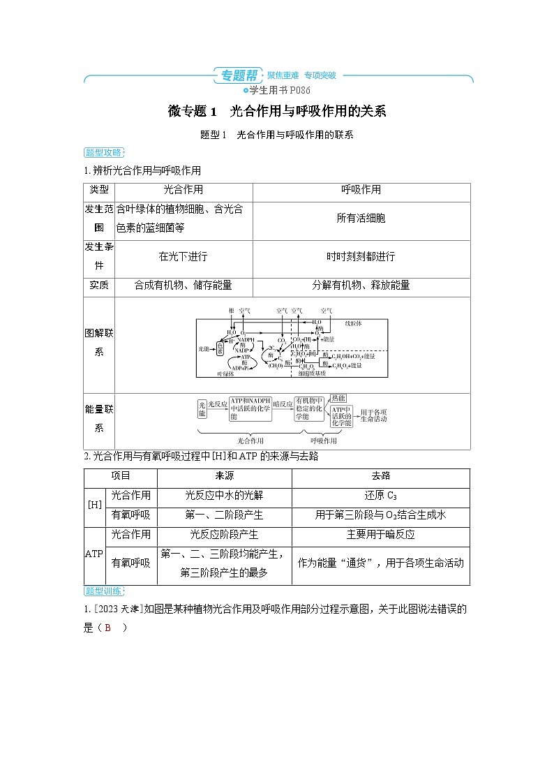 备战2025年高考生物精品教案第三章细胞代谢微专题1光合作用与呼吸作用的关系（Word版附解析）第1页