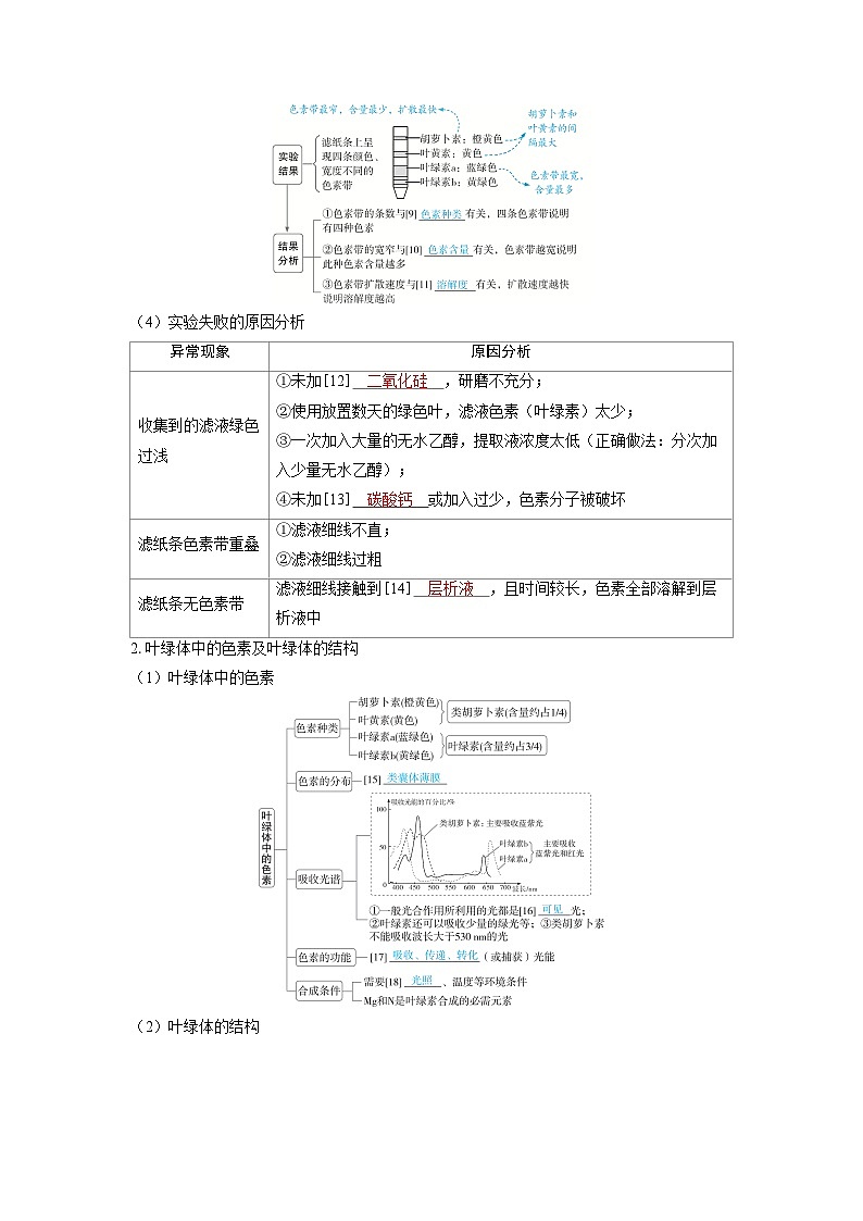 备战2025年高考生物精品教案第三章细胞代谢课时4光合作用与能量转化（Word版附解析）第3页