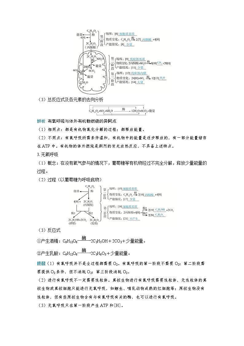 备战2025年高考生物精品教案第三章细胞代谢课时3细胞呼吸的原理和应用（Word版附解析）第3页