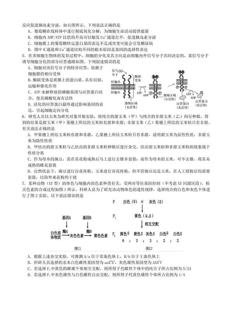 四川省成都市石室中学2024～2025学年高三(上)期中考试生物试卷(含解析)第2页