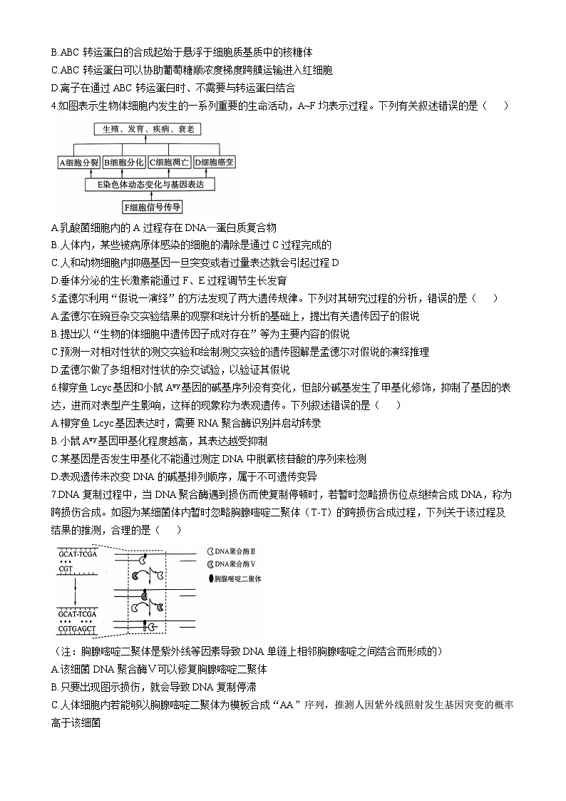 四川省百师联盟2024-2025学年高三上学期11月期中生物试题第2页