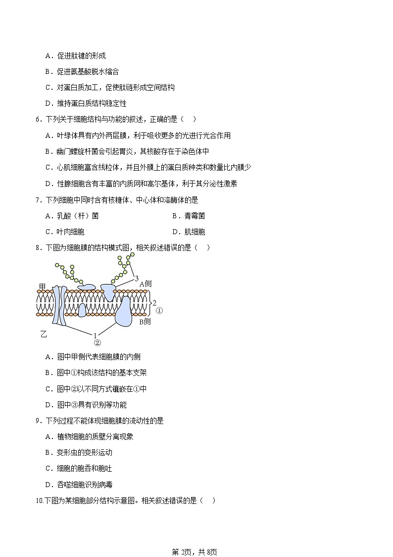 江苏省如皋中学2024-2025高一上学期综合练习二（期中模拟）生物试题原卷版第2页
