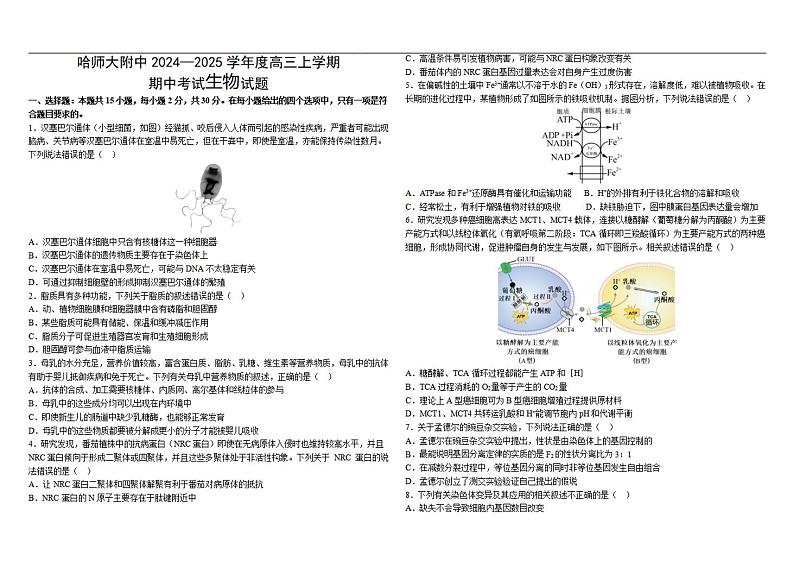 哈师大附中2024-2025学年度高三（上）期中生物试卷＋答案第1页