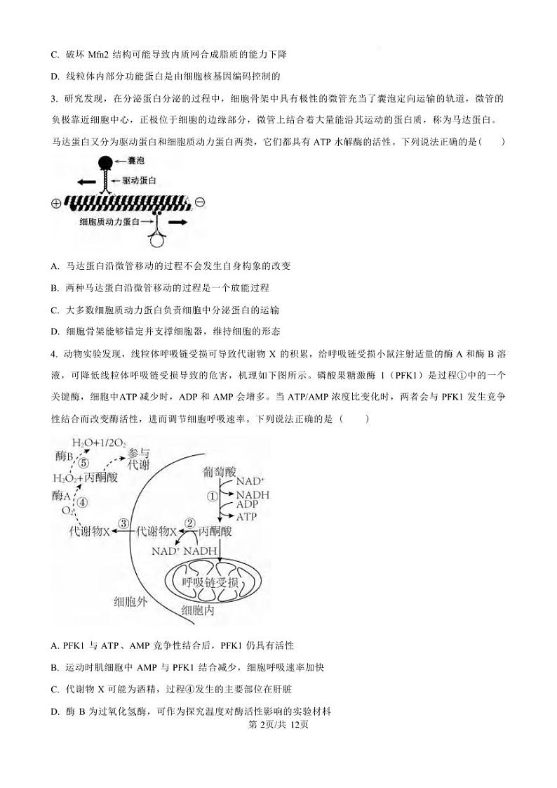 生物丨山东省青岛市四区县（胶州、平度、黄岛、城阳）2025届高三上学期11月期中学业水平检测生物试卷及答案第2页