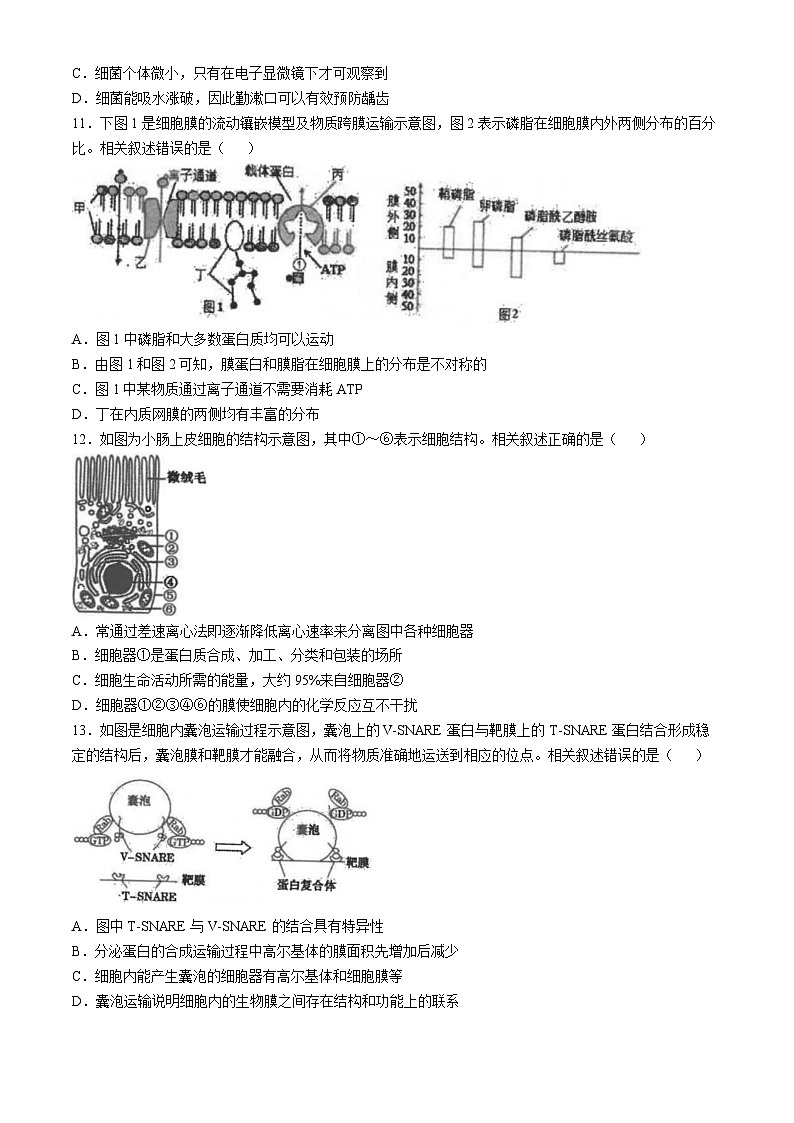 江苏省海安高级中学2024-2025学年高一上学期期中考试生物试题第3页