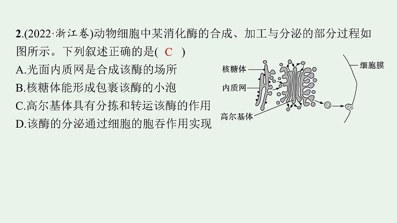 2025届生物高考  二轮复习  细胞是生物体结构与生命活动的基本单位  二轮核心_精研专攻 课件第4页