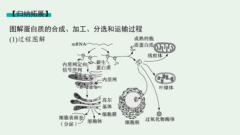 2025届生物高考  二轮复习  细胞是生物体结构与生命活动的基本单位  二轮核心_精研专攻 课件第6页