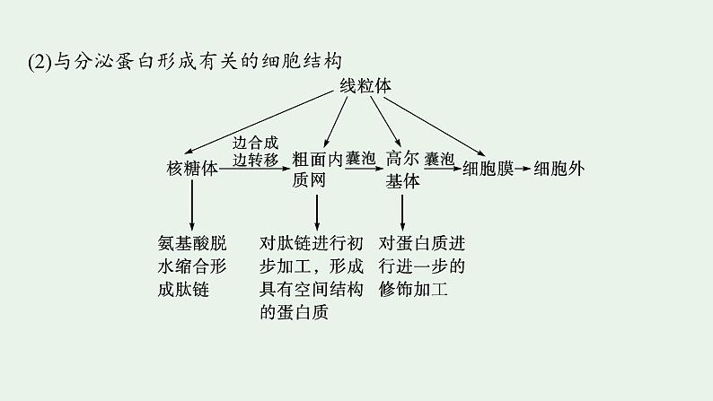 2025届生物高考  二轮复习  细胞是生物体结构与生命活动的基本单位  二轮核心_精研专攻 课件第7页