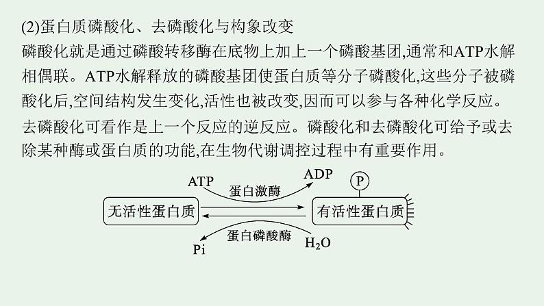 2025届生物高考  二轮复习  细胞是生物体结构与生命活动的基本单位  素养整合_诠释应用 课件第4页