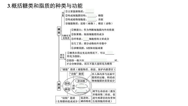 2025届生物高考  二轮复习  细胞是生物体结构与生命活动的基本单位 主干知识 课件第8页