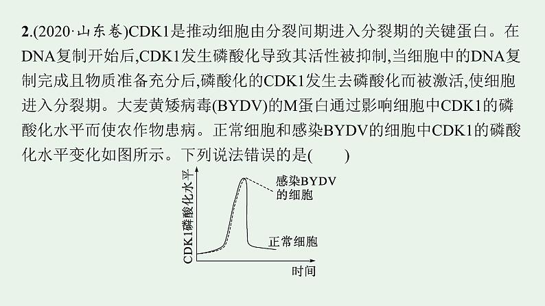 2025届生物高考  二轮复习  细胞的增殖、分化、衰老和死亡等生命历程   二轮核心_精研专攻 课件第4页