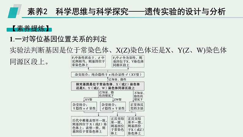 2025届生物高考  二轮复习  遗传信息控制生物性状的遗传规律  素养整合_诠释应用 课件第8页