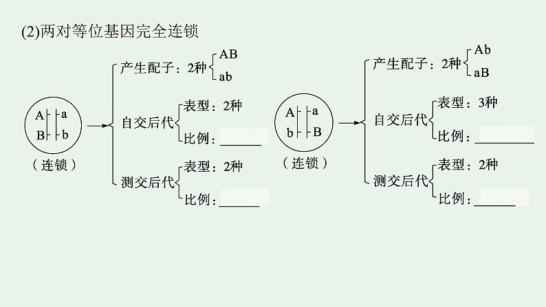 2025届生物高考  二轮复习  遗传信息控制生物性状的遗传规律 主干知识 自主落实  课件第6页