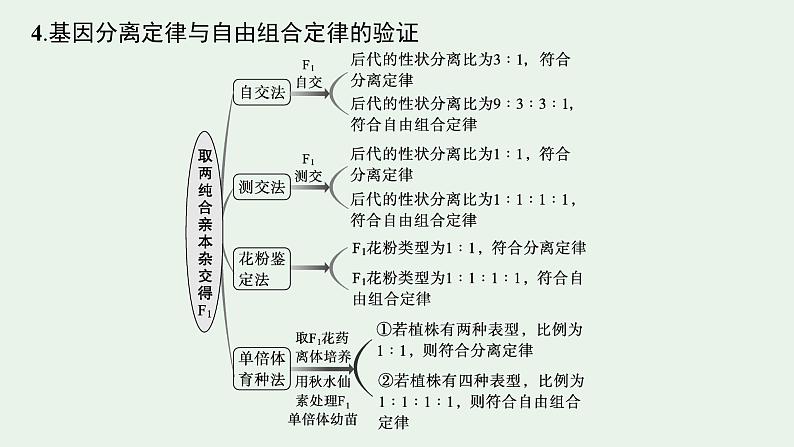 2025届生物高考  二轮复习  遗传信息控制生物性状的遗传规律 主干知识 自主落实  课件第8页