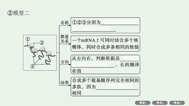 2025届生物高考  二轮复习  遗传的分子基础、变异与进化主干知识 自主落实  课件第8页