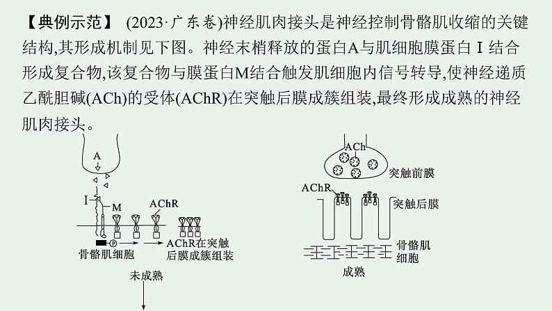 2025届生物高考  二轮复习  长句表达(三)动物生命活动的调节类大题突破 课件第2页