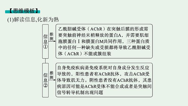 2025届生物高考  二轮复习  长句表达(三)动物生命活动的调节类大题突破 课件第7页