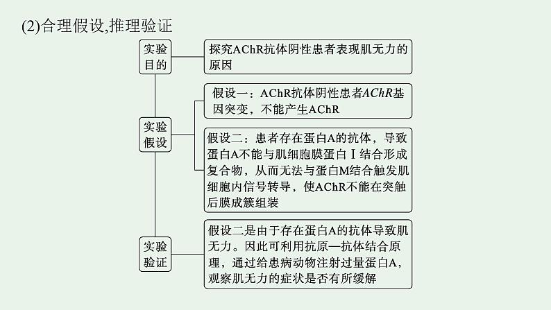 2025届生物高考  二轮复习  长句表达(三)动物生命活动的调节类大题突破 课件第8页