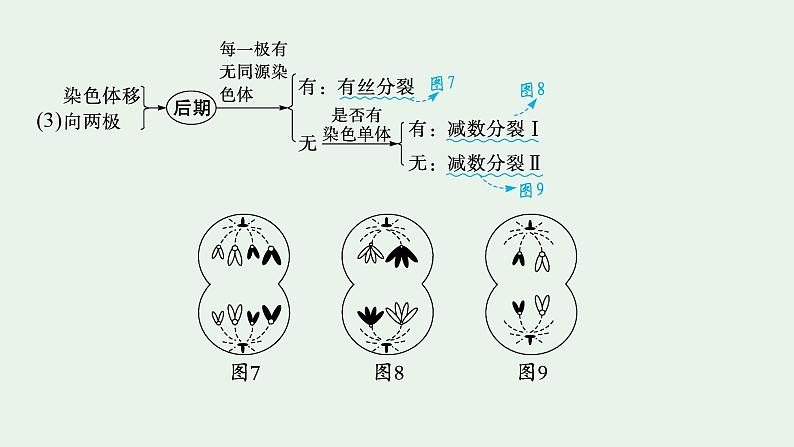 2025届生物高考  二轮复习  细胞的增殖、分化、衰老和死亡等生命历程 主干知识 自主落实  课件第7页