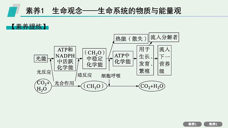 2025届生物高考  二轮复习  细胞的生存需要能量和营养物质  素养整合_诠释应用 课件第2页