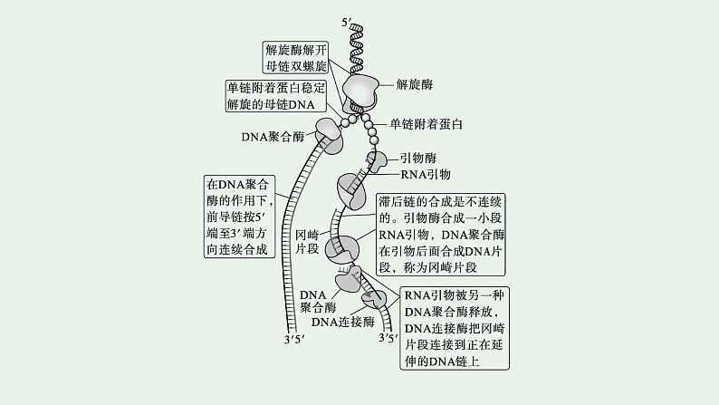 2025届生物高考  二轮复习 遗传的分子基础、变异与进化   二轮核心_精研专攻 课件第6页