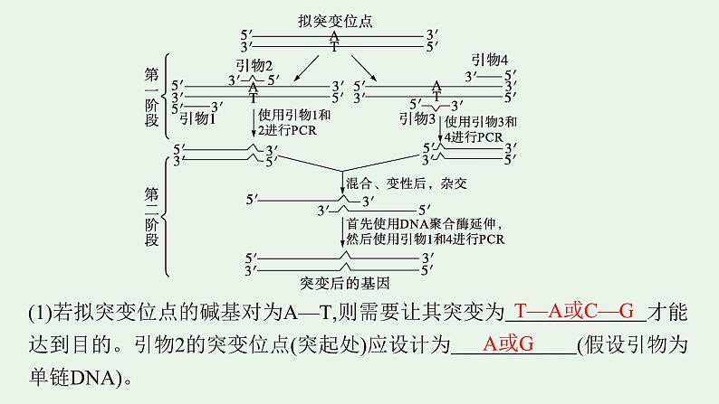 2025届生物高考  二轮复习  生物技术与工程  素养整合_诠释应用 课件第4页