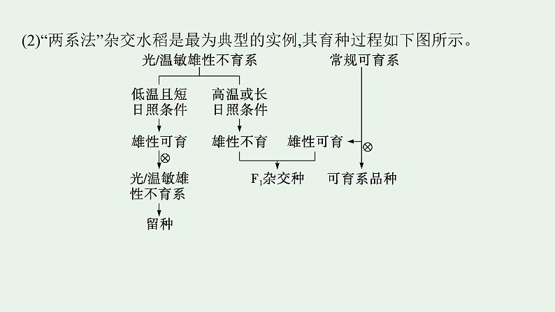 2025届生物高考  二轮复习  遗传的分子基础、变异与进化  素养整合_诠释应用 课件第3页