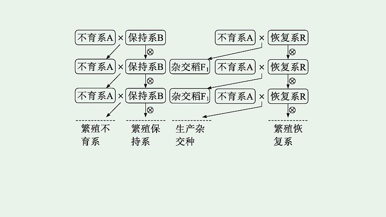 2025届生物高考  二轮复习  遗传的分子基础、变异与进化  素养整合_诠释应用 课件第5页