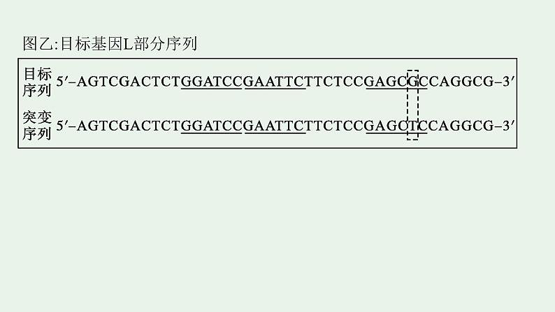 2025届生物高考  二轮复习  长句表达(五)基因工程类大题突破 课件 第3页