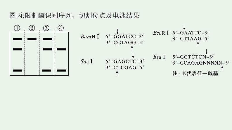 2025届生物高考  二轮复习  长句表达(五)基因工程类大题突破 课件 第4页