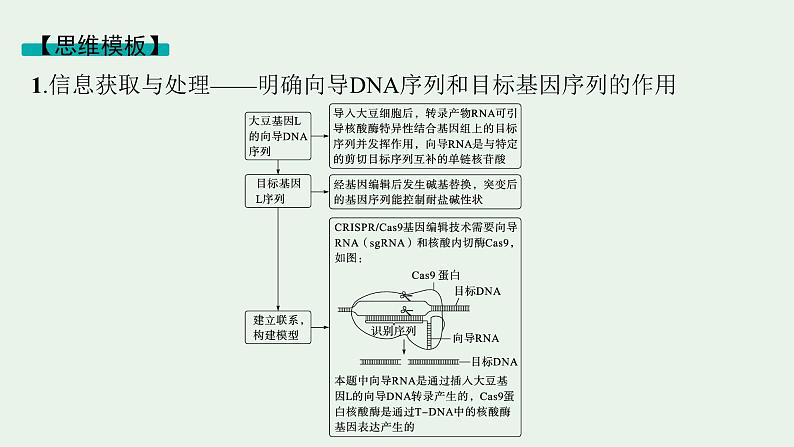 2025届生物高考  二轮复习  长句表达(五)基因工程类大题突破 课件 第7页