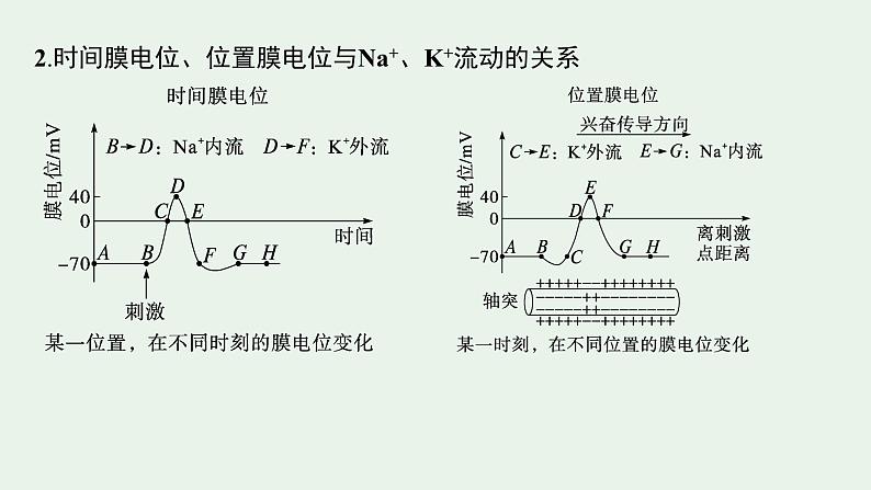 2025届生物高考  二轮复习 个体通过一定的调节机制保持稳态   二轮核心_精研专攻 课件第7页