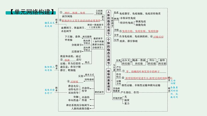 2025届生物高考  二轮复习   个体通过一定的调节机制保持稳态 主干知识 自主落实  课件 第2页