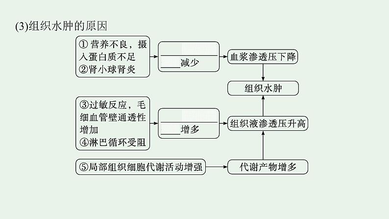 2025届生物高考  二轮复习   个体通过一定的调节机制保持稳态 主干知识 自主落实  课件 第6页