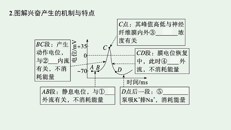 2025届生物高考  二轮复习   个体通过一定的调节机制保持稳态 主干知识 自主落实  课件 第8页