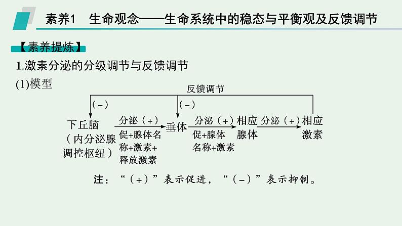 2025届生物高考  二轮复习  个体通过一定的调节机制保持稳态  素养整合_诠释应用 课件第2页