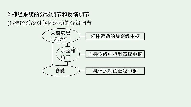 2025届生物高考  二轮复习  个体通过一定的调节机制保持稳态  素养整合_诠释应用 课件第4页