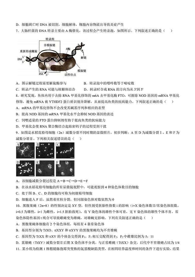 2024～2025学年山东省菏泽市曹县山东省曹县第一中学高三(上)第二次月考生物试卷(含答案)第3页