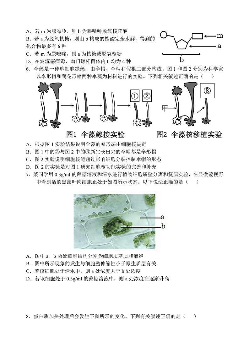 2024～2025学年江西省南昌市东湖区南昌市第二中学高一(上)11月月考生物试卷(含答案)第2页