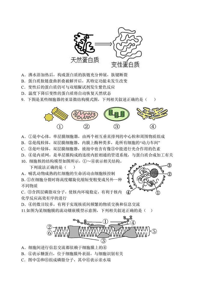 2024～2025学年江西省南昌市东湖区南昌市第二中学高一(上)11月月考生物试卷(含答案)第3页