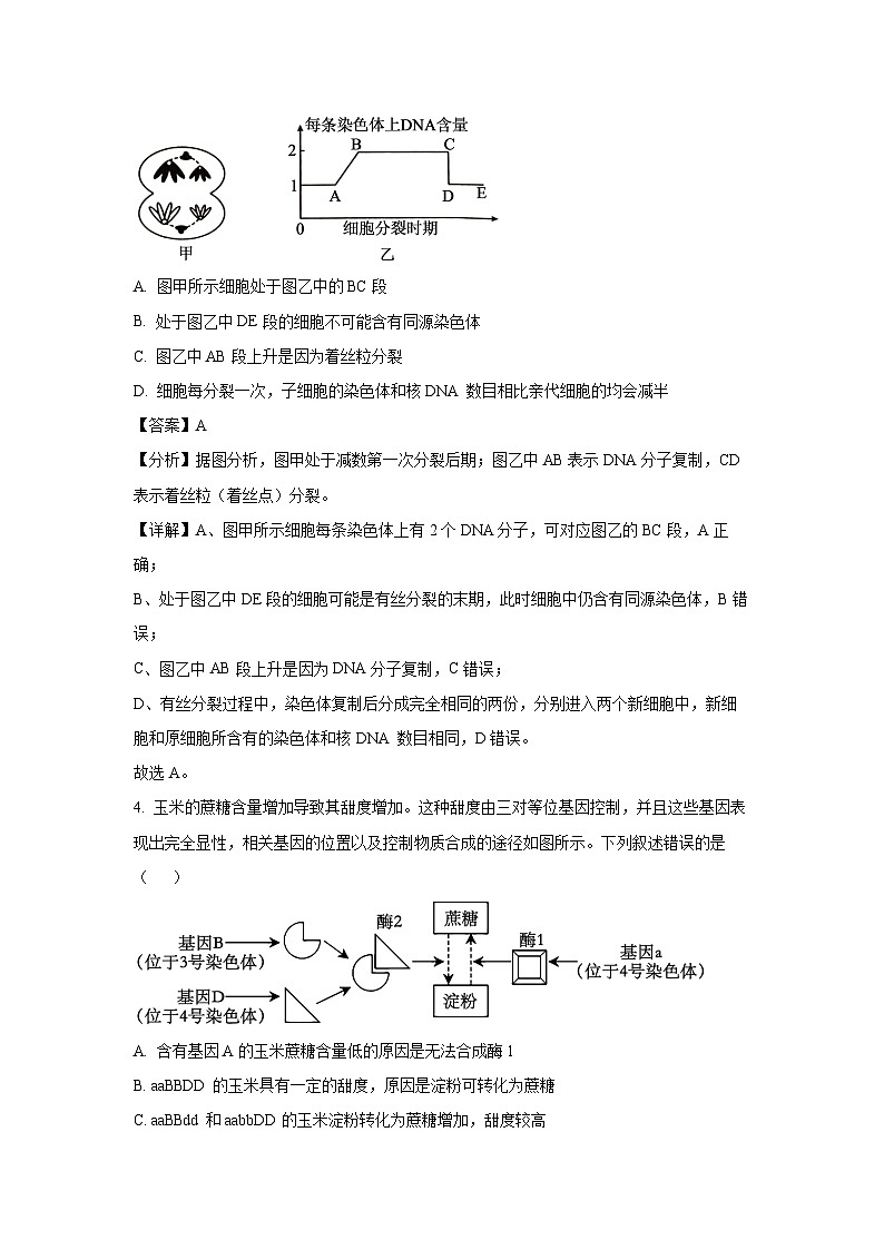 2024~2025学年甘肃省兰州市兰州新区片区联考高二(上)期中生物试卷(解析版)第3页
