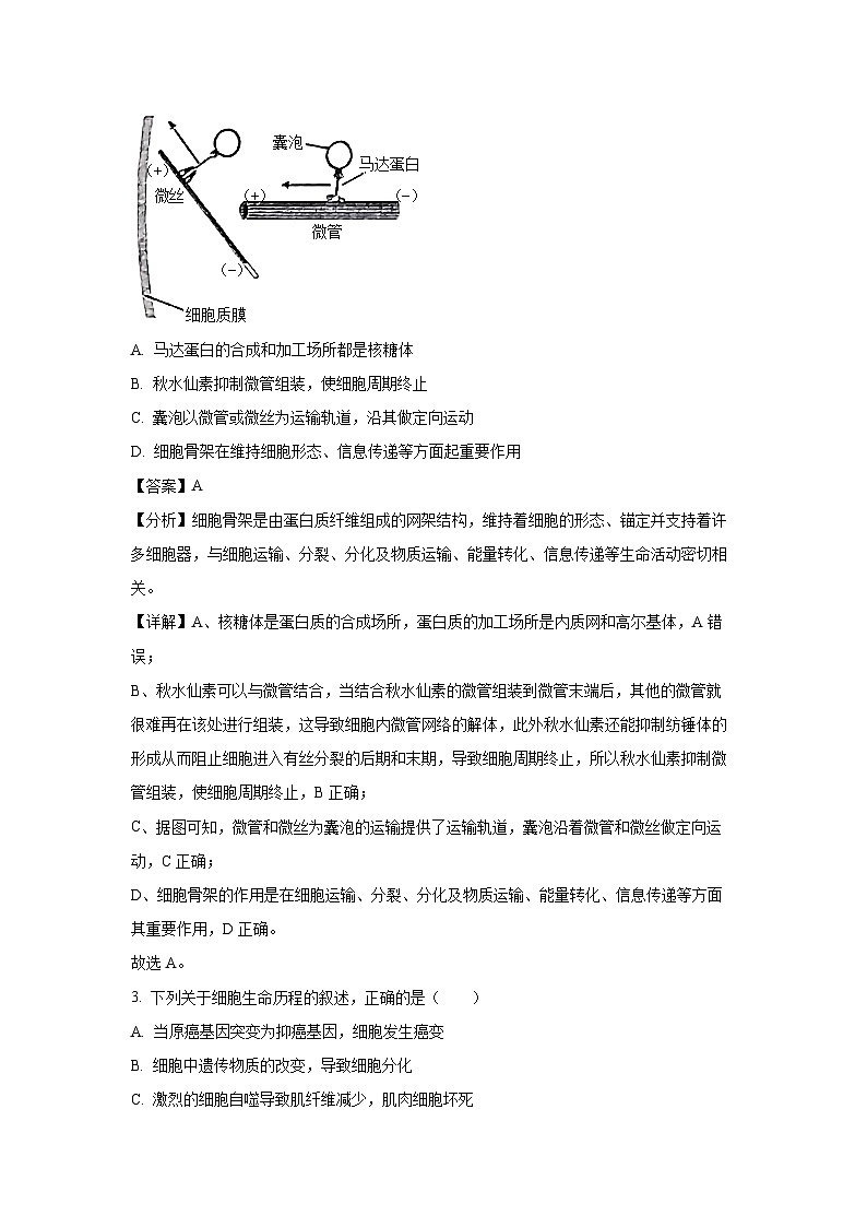 2024~2025学年江苏省徐州市高三(上)11月期中考试生物试卷(解析版)第2页