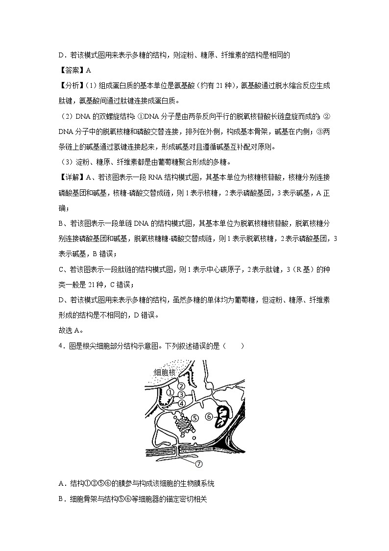 2024~2025学年高一(上)第三次月考(新高考通用)生物试卷(解析版)第3页